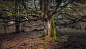 General 2048x1157 nature trees forest leaves moss