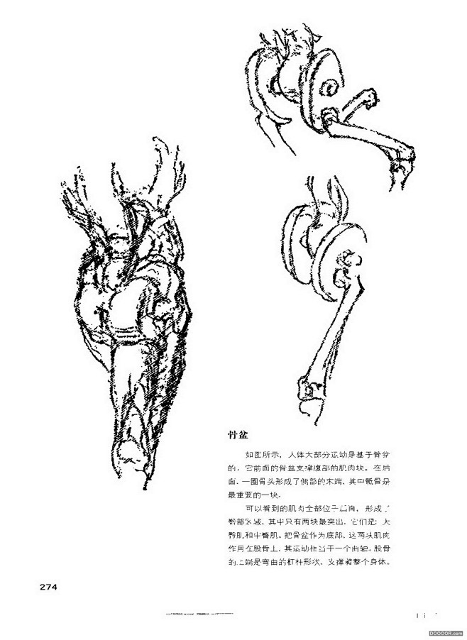 伯里曼人体结构绘画 (278).jpg