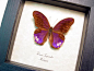 Terinos Terpander Purple | Real Butterfly Gifts Framed Butterflies and Insect Displays