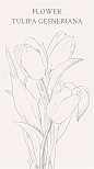 郁金香（学名：Tulipa gesneriana），百合科郁金香属的草本植物。郁金香的花语为博爱.体贴.高雅.富贵.能干.聪颖。