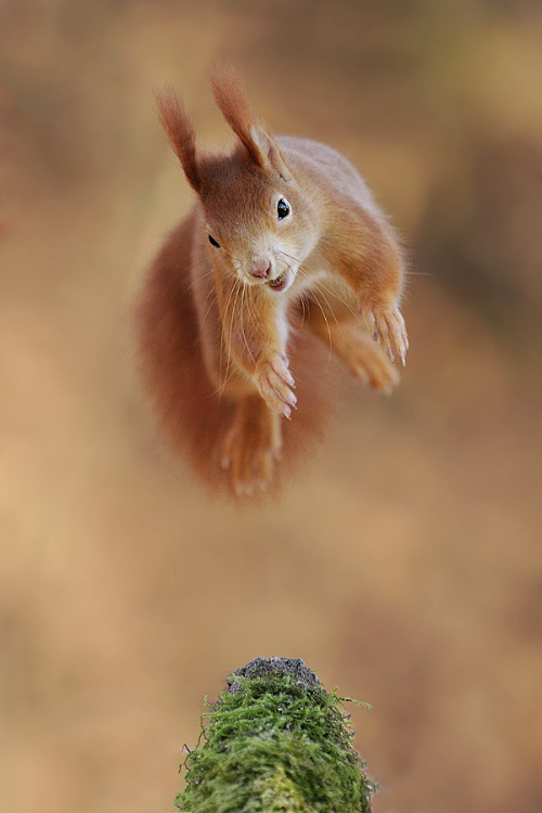 Flying Squirrel by ©...