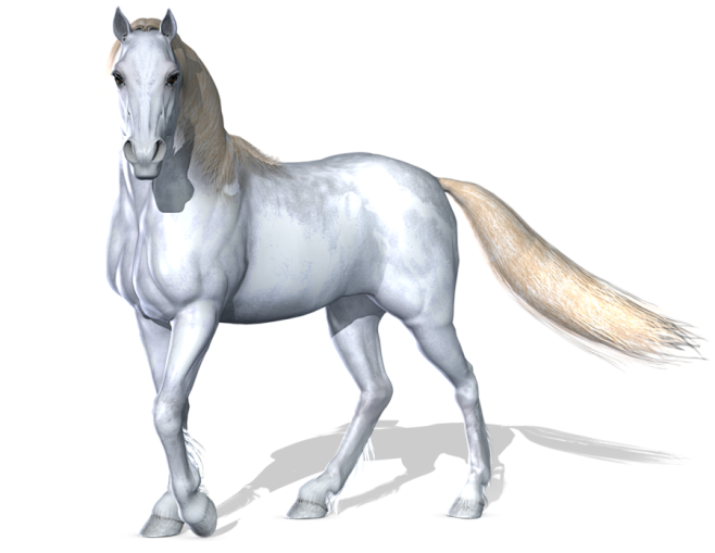 Horse 3 PNG by Varie...