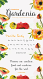 26个新鲜的设计字体下载（2015.07）free-font-gardenia-script