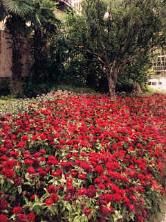 花花先甥采集到自然美景