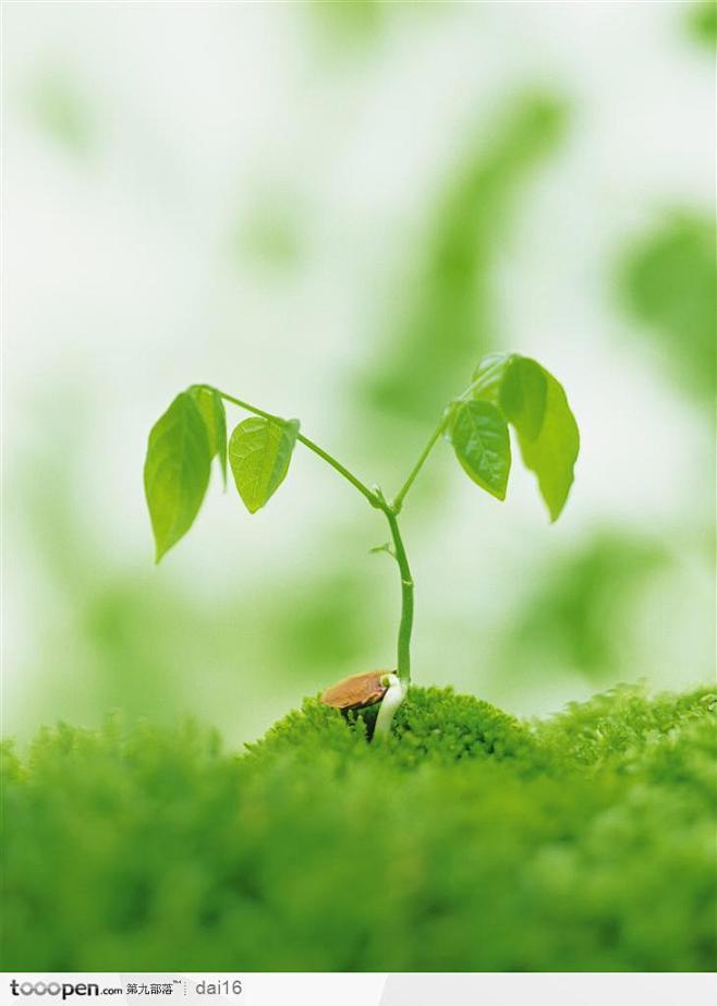 绿芽生命-翠绿的种子