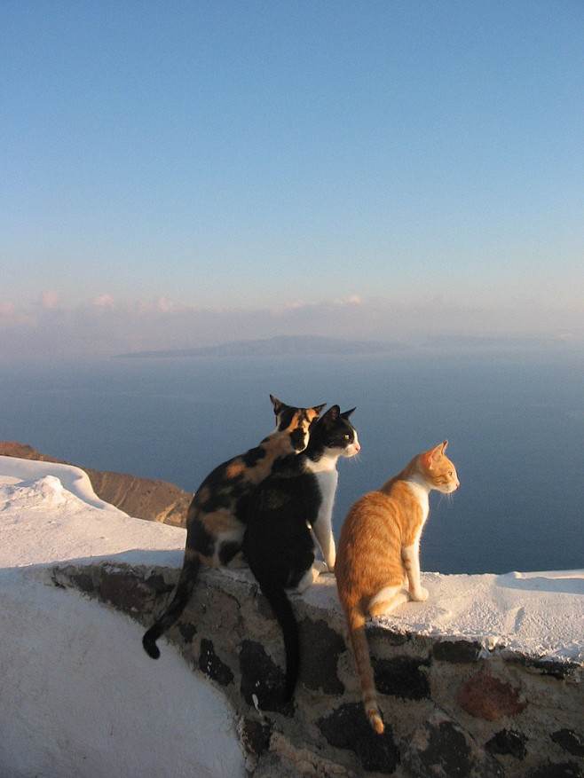 【今日猫咪】2005年拍摄于希腊圣托里尼...