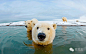 萌宠 | 全球最专业的北极熊摄影师带你近距离感受这个危险的萌物。