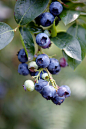 蓝莓(65) Pinterest