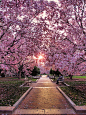 Cherry Blossom Walk, Washington D.C.