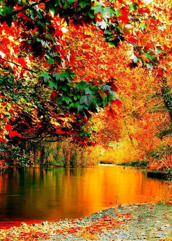 ✯ Fall Spectacular!