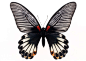 黑色蝴蝶标本10