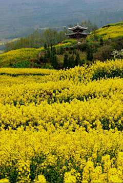 流年色玥落倾城采集到百花物语——油菜花