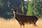 Red Deer Stag, Richmond Park, Surrey
 
273 
前一張 後一張
For more information please read my blog here:
www.giantsquiddesign.net/blog/richmond-park-2012/