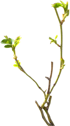 南宫夜雨采集到花瓣和叶