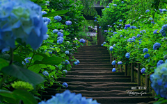 灰色心跳采集到花