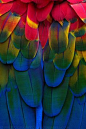   Macaw feathers.