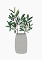 Plantas de invierno on Behance