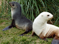                                                                     接上一条，白变的南极海狗也被称为金海狗（blonde fur seal）

南极海狗Arctocephalus gazella是南极辐合带海域非常常见的一类鳍足类动物，其中超过95%的个体都将南乔治亚岛和南桑威奇群岛作为自己的繁殖地。而关于南极海狗繁殖地的长期研究表明南极海狗中有着数量不少的白变个体。
这些白变的南极海狗 ​​​​...展开全文c             