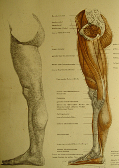 Jonathan-Wu采集到Anatomy