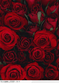 植物背景-红色的玫瑰