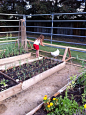 [转载]【庭院DIY】花园里的鸡舍——经济型