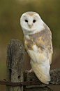 Barn Owl