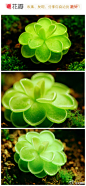 捕虫堇，拉丁学名是Pinguicula vulgaris，是著名的食虫植物，由于其外形很像堇，所以人们叫它捕虫堇。绿色，脆嫩多汁，上面密被分泌粘液的腺毛，能粘捕小昆虫。都喜明亮光线，多数可在2 - 35℃下存活，个别品种可承受0℃的低温或38℃的高温。来自花瓣用户@尘一凡