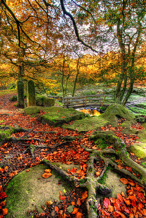 Autumn Bridge, Derby...