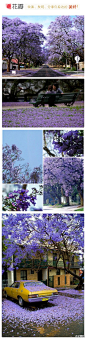 #花瓣花语录#这大片大片的蓝紫色花朵叫蓝花楹，落叶乔木，最近的花期在4-6月，一年开花2次。如此清新美丽的蓝花楹，花语却是：绝望中等待爱情！绝望中绽放的紫色迷情，你被迷住了吗？