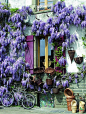 法国的紫藤。