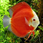 Discus Malboro White Face