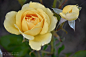 玫瑰_高质量免费素材_玫瑰_花_黄玫瑰_玫瑰花蕾_花,玫瑰,花,黄玫瑰,玫瑰花蕾,花-沙沙野