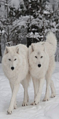 ♂ Animal wildlife photography White Wolves..