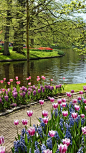 Garden tulips - Budapest, Hungary