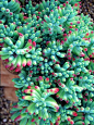 SEDUM PACHYPHYLLUM