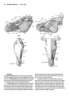 Jonathan-Wu采集到Anatomy