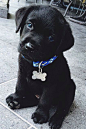 Cutest black lab puppy: 