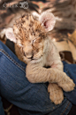 Lion cub Shenzi II by Lion