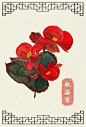【阿昕细腻的手绘作品—— 关于自然和花朵的写真】—— 秋海棠