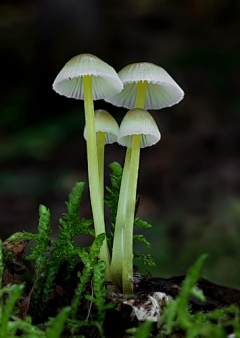 依米虫虫采集到蘑菇