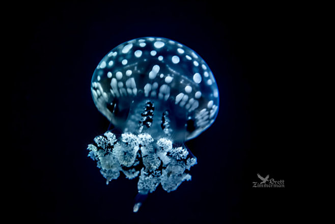 Jewelled Jellyfish b...