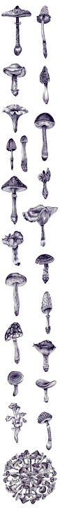 Dopludo Collective工作室关于蘑菇的写实绘画作品，