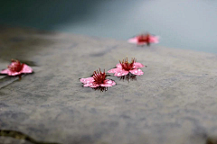 烟雨梦﹏采集到落花流水