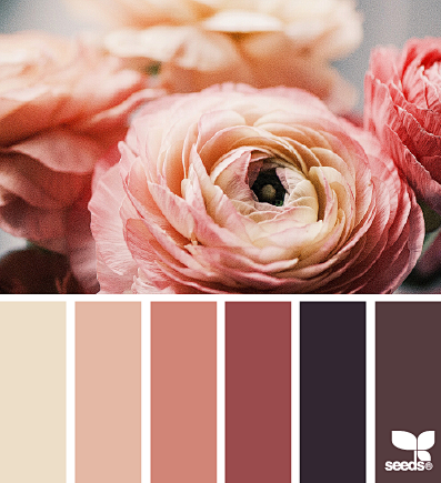 ranunculus hues