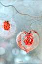 锦灯笼（Chinese Lantern ），学名酸浆又名姑娘儿，茄科酸浆属宿根草本植物，果实甜美清香,含丰富的维生素C。红菇娘生长在林间路缘，山林野趣，成熟时挂满枝头，如同一串串灯笼，别具特色。红菇娘花语：春华秋实，自然美！红彤彤的菇凉你喜欢吗？