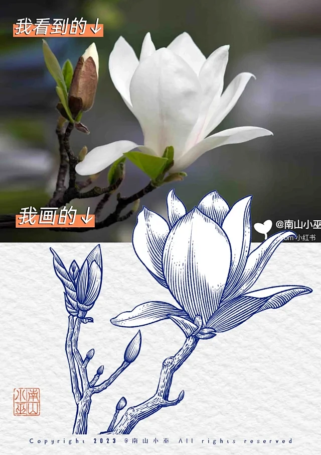 玉兰花插画 - 小红书搜索