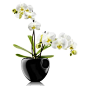Orchid Pot: 