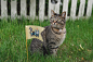 tabby cat on grass field beside flag