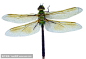 女性绿色Darner蜻蜓在白色背景
Female Green Darner Dragonfly on White Background