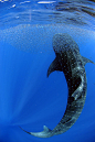 heart of the ocean | radivs: Feeding Whaleshark by Rob Hughes